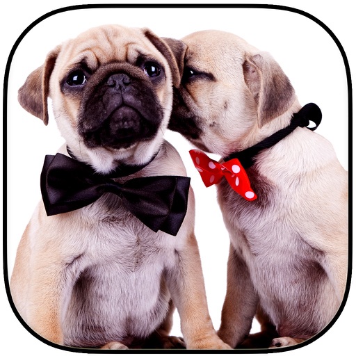 A Cute Dogs Slide Puzzle Free - Silly Shih Tzu, Terriers and Bulldogs Posing For The Camera icon