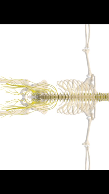 mLumbarAnatomy