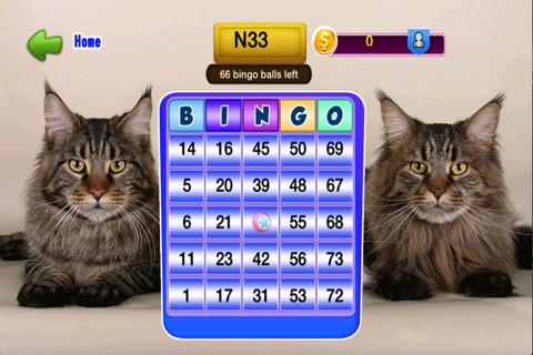 Bingo Cats Game screenshot 3