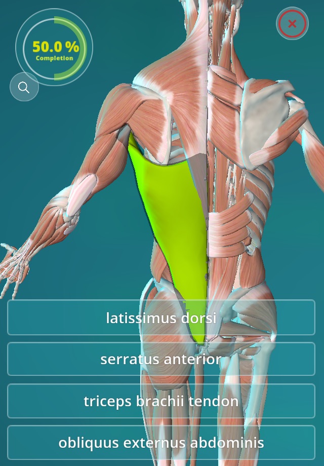 Anatomy Quiz - muscles and bones screenshot 3