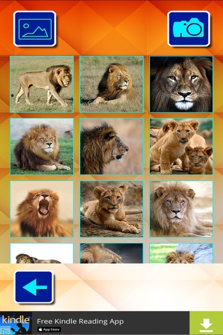 Lions and Big Cats - Puzzle Slide screenshot 2