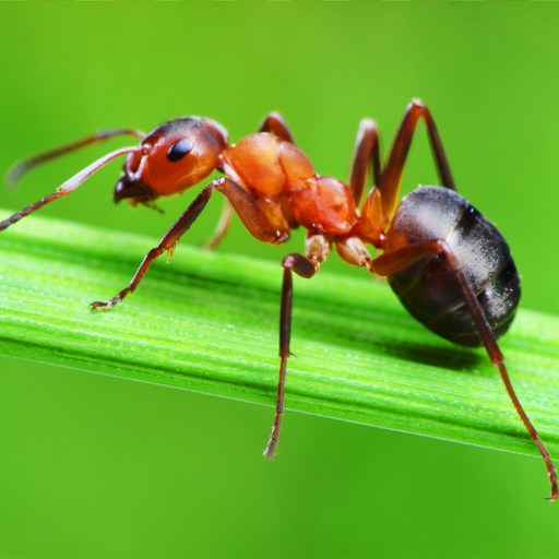 The Ants Encyclopedia icon