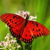 Beautiful iButterfly