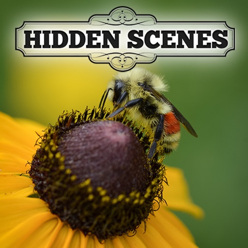 Hidden Scenes - My Little Bees Icon