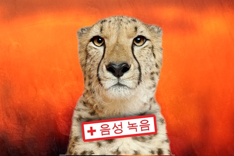 Wildlife Safari Photo Memo Puzzle Free screenshot 3