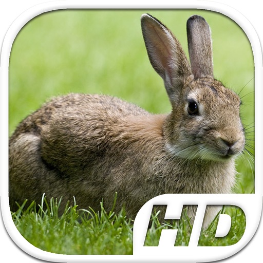 Rabbit Simulator HD Animal Life icon