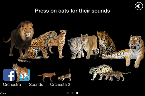 Wild Cats Orchestra screenshot 4