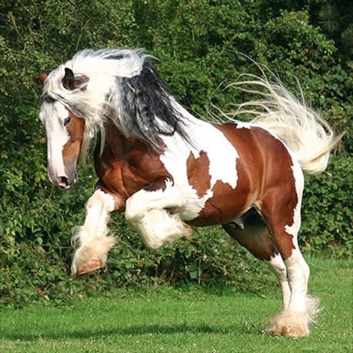 Best Horse Breeds icon