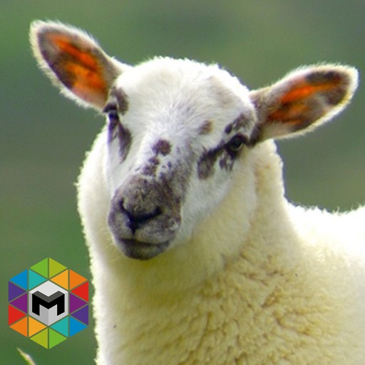 My Sheep Simulator iOS App