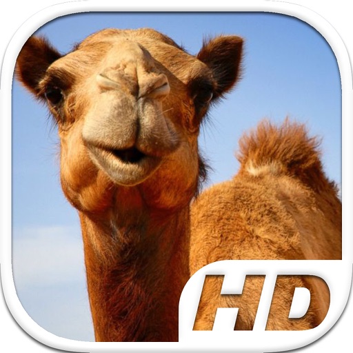 Camel Simulator HD Animal Life Icon