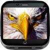 Eagles Art Gallery HD – Artwork Wallpapers , Themes and Studio Backgrounds