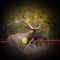 A must have utility hunting app for any rifle or bowhunter