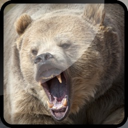 Grizzly Bear Hunt-ing Bullet Juggle Game