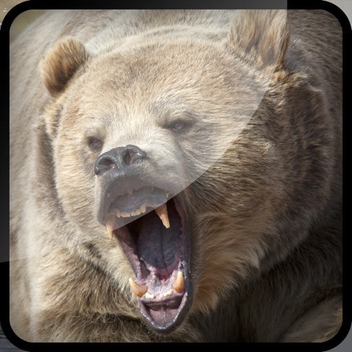 Grizzly Bear Hunt-ing Bullet Juggle Game Icon