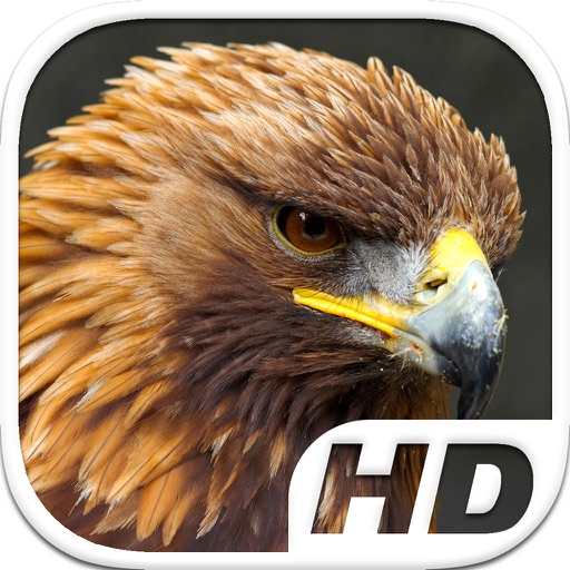 Golden Eagle Simulator HD Animal Life icon