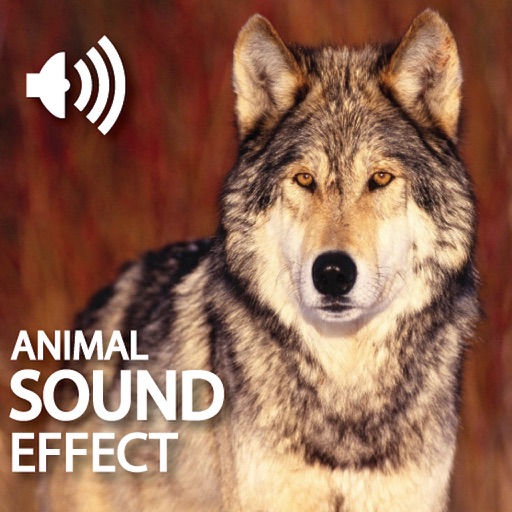 Animal Crazy Sounds Game iOS App
