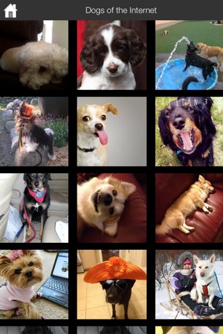 Dogs of the Internet screenshot 2