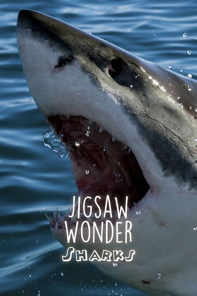 Shark Puzzles for Kids Jigsaw Wonder Collection screenshot 3