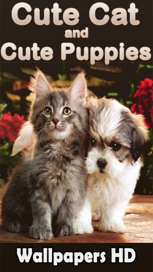 Best Cute Puppies and Cute Cat Wallpapers HD(圖5)-速報App