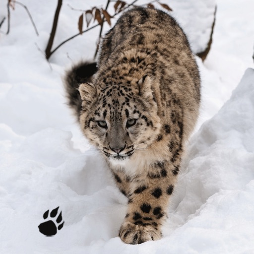Snow Leopard Chase Icon