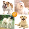 Puppy Guess:Predict And Reveal Your Favourite Puppies Breed