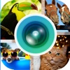 A Pet Frame Photo Editor App For Dogs, Cats, Birds, and other Animals FREE