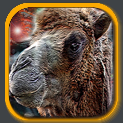 Unlucky Camel iOS App