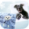 Frosty Frames Photo Editor