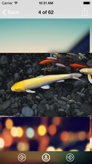 Koi Wallpaper: Best HD Wallpapers(圖2)-速報App