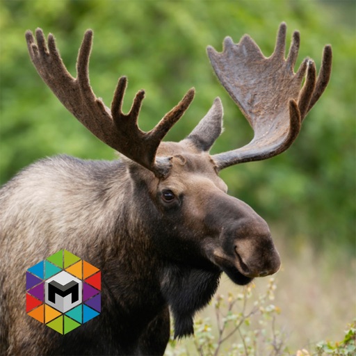 Moose Simulator Icon