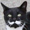 Cats With Mustaches