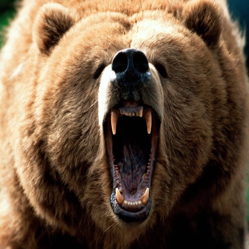 Bear Effects - The Best High Quality Ringtones, Sounds and So Much More! icon