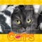 Сats Jigsaw Puzzles