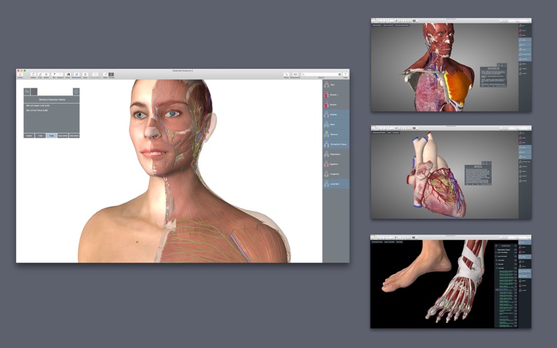 essential anatomy free download mac