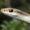 Southern California Reptiles and Amphibians