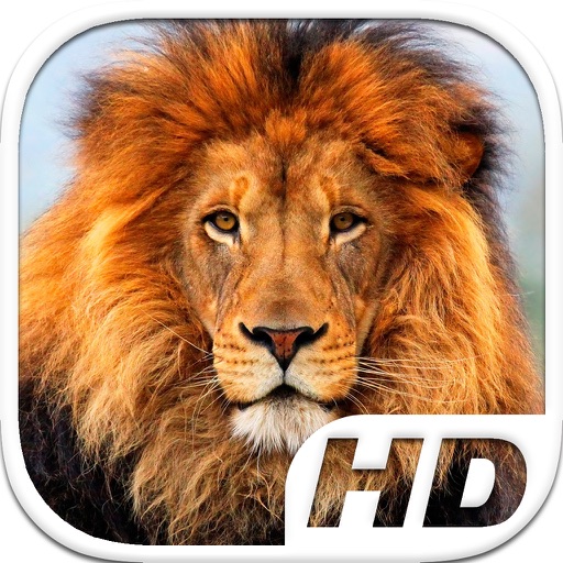 Lion Simulator HD Animal Life icon