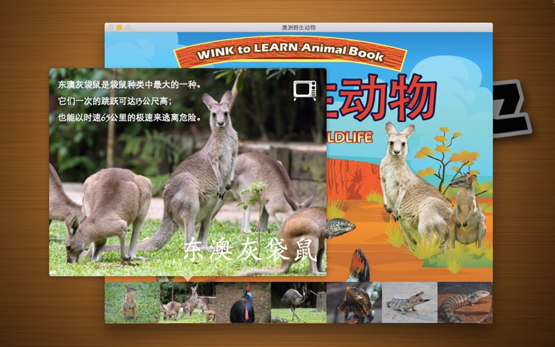 澳洲野生动物 thumbnail 2