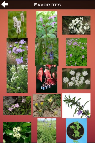 Medicinal Plants Collection Pro screenshot 2