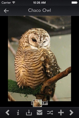 Owls Encyclopedia + screenshot 3