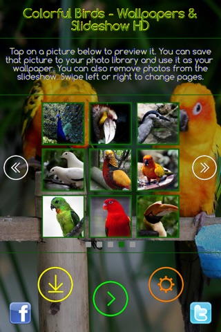 Colorful Birds - Wallpapers & Slideshow HD screenshot 3