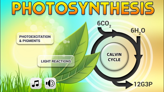 FCS Biology Photosynthesis (Lite)