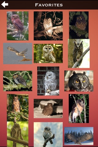 Owls Encyclopedia Pro screenshot 3