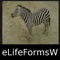 eLifeFormsW, a World Life Forms Sampler of the World - An Introductory Life Form App is a member of the World Life Forms family of products designed to provide easy to use and powerful tools for accessing, displaying and exploring the world's diverse life forms