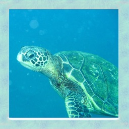 Sea Turtle Simulator 3D