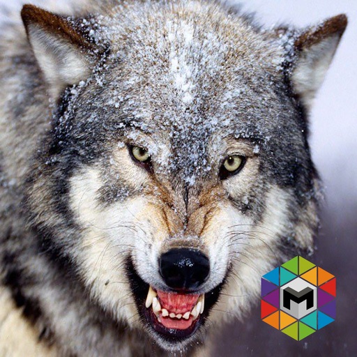 My Wolf Simulator iOS App
