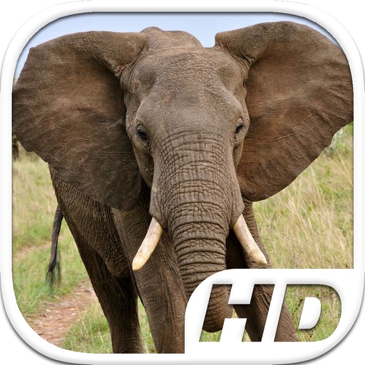 Elephant Simulator HD Animal Life iOS App
