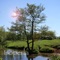 A stunning visual guide to identifying trees of the British Isles
