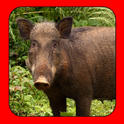 Boar Hunt 2015 icon