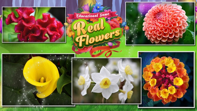 Educational Game Real Flowers screenshot-4