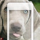 Top 47 Photo & Video Apps Like 99 Wallpaper.s - Beautiful Backgrounds and Pictures of Dogs and Puppies - Best Alternatives
